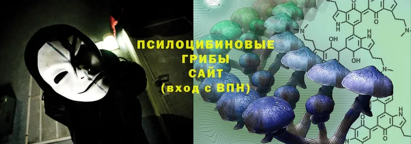 где можно купить   Гусь-Хрустальный  Галлюциногенные грибы Psilocybe 